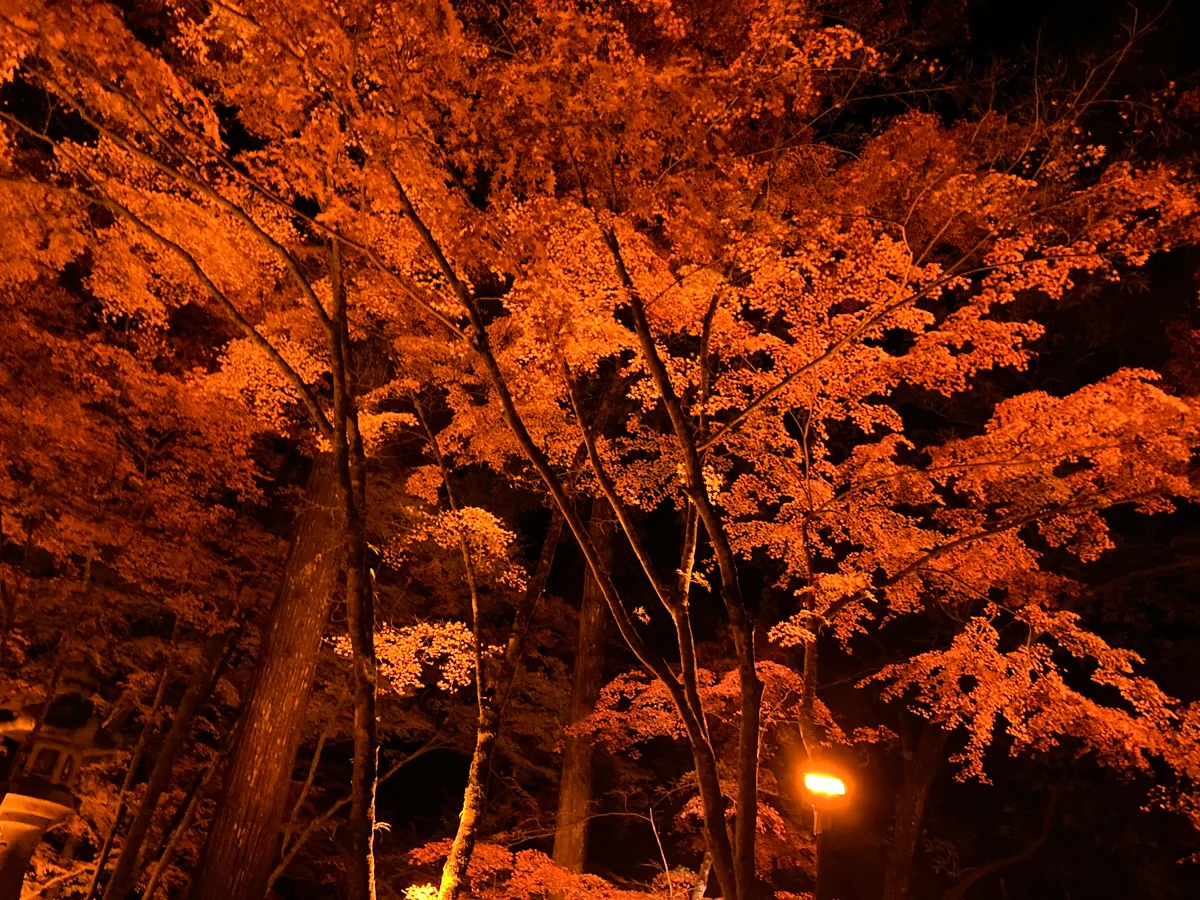 投稿写真：紅葉