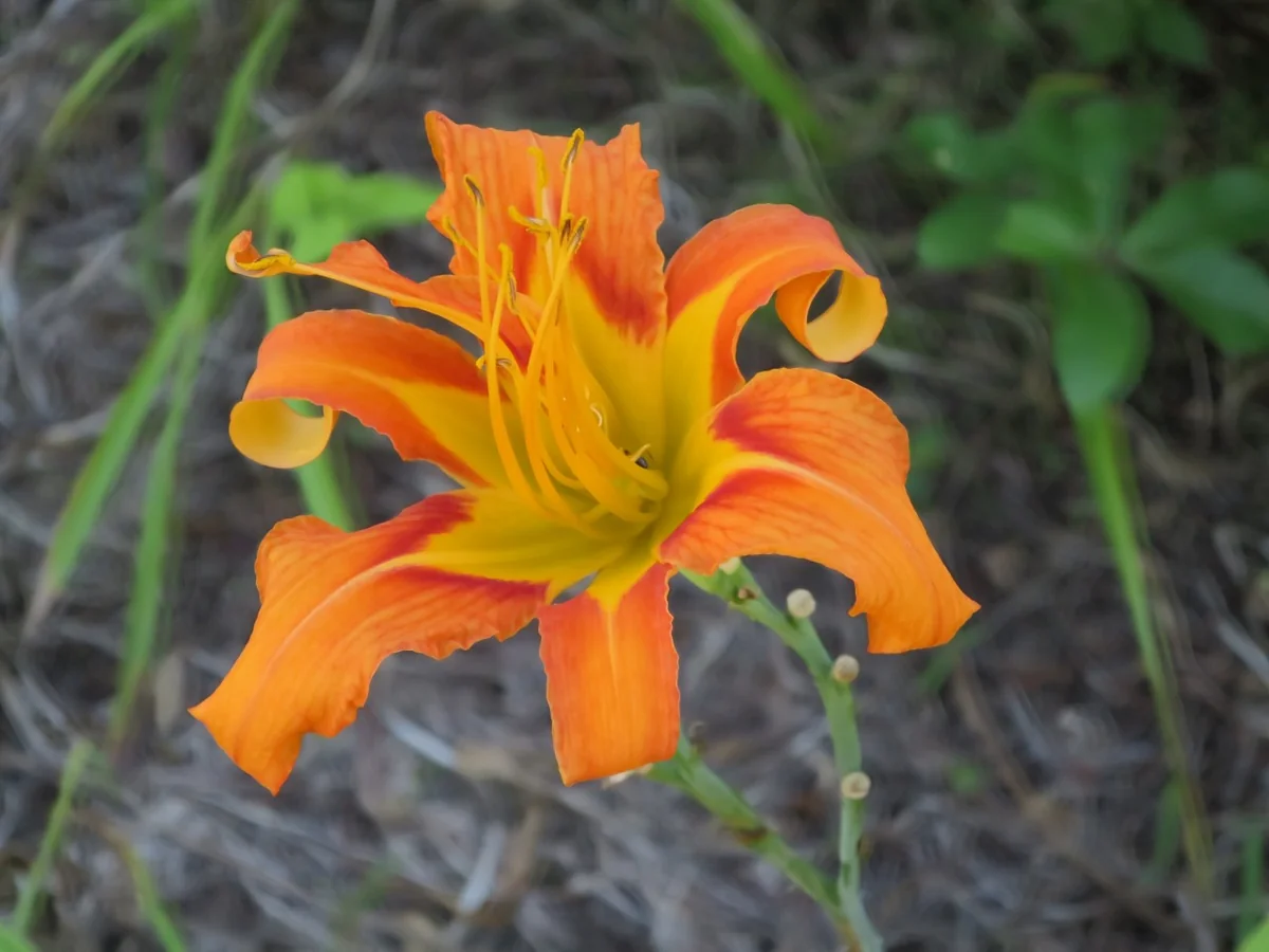 投稿写真：ヤブカンゾウ