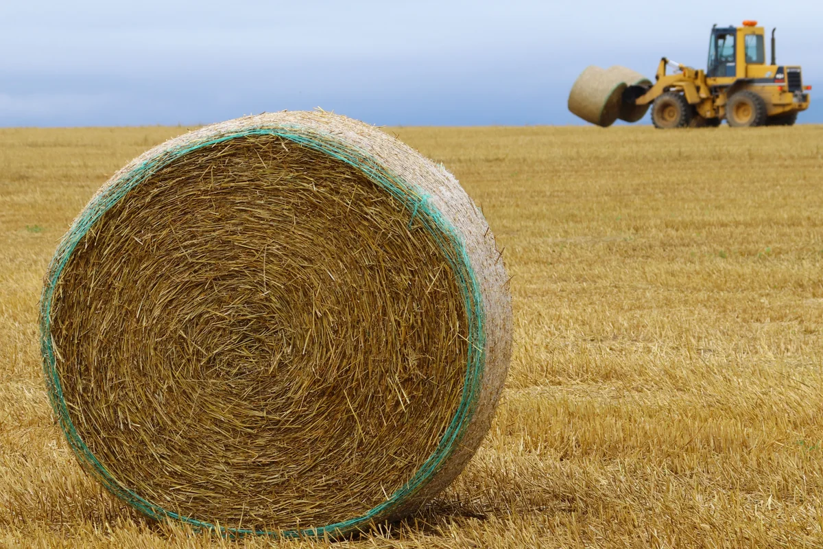 投稿写真：麦稈