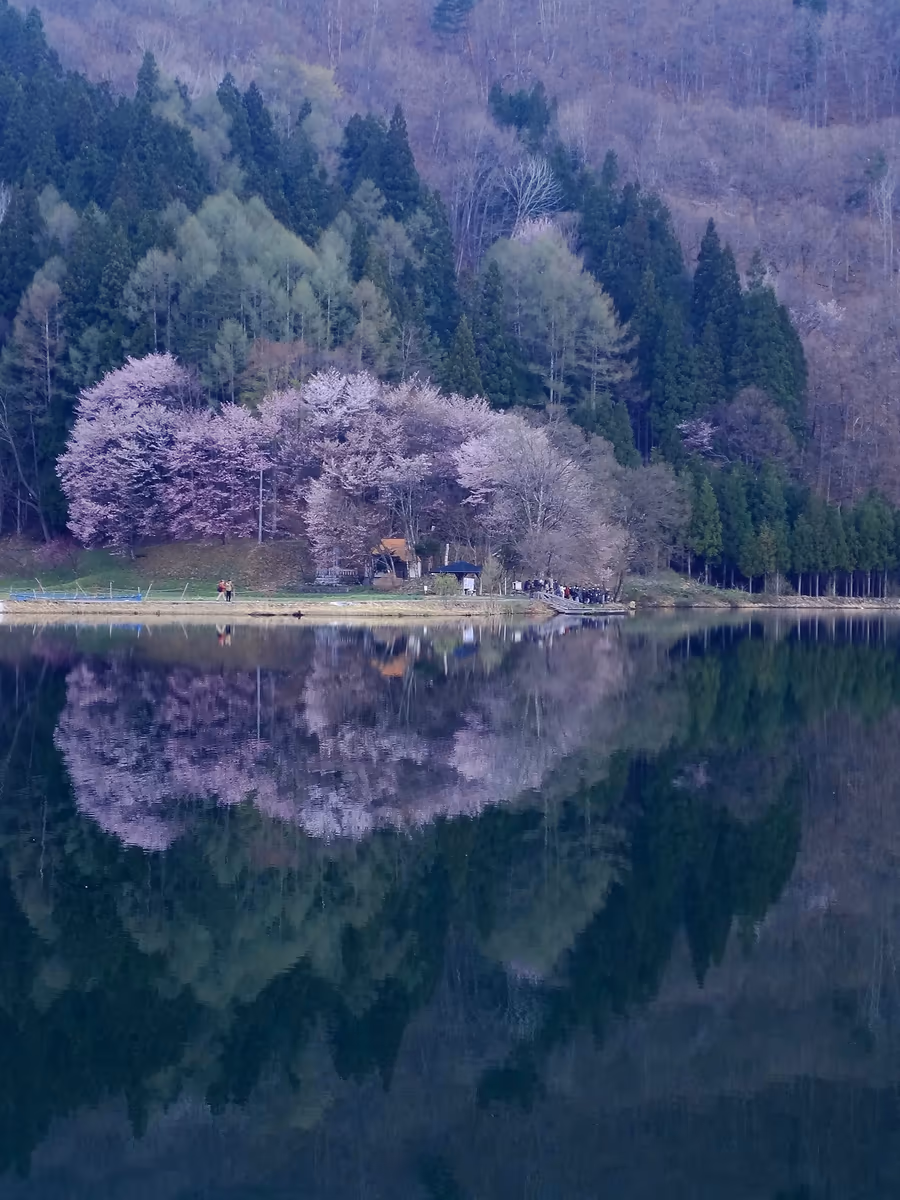 投稿写真：AM5:30頃の中綱湖と大山桜