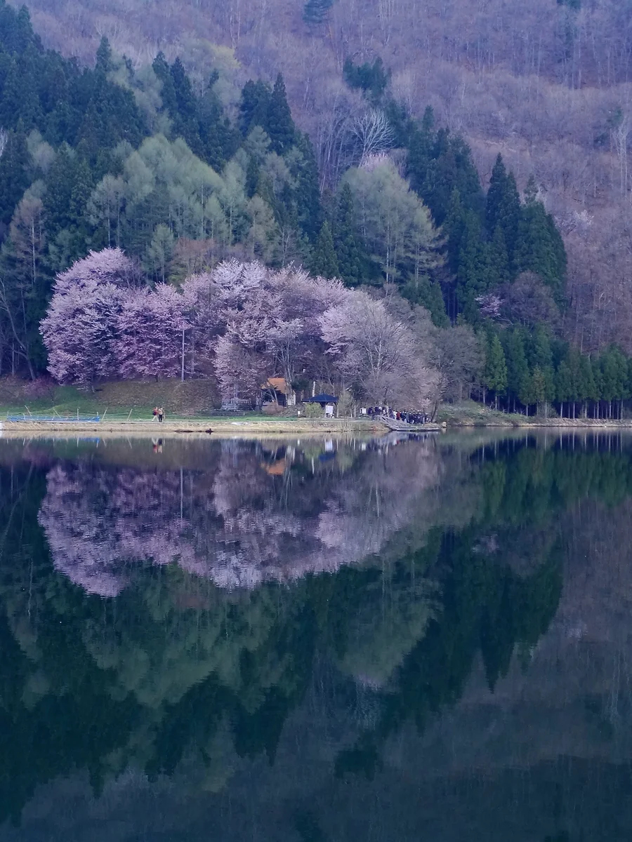 投稿写真：AM5:30頃の中綱湖と大山桜