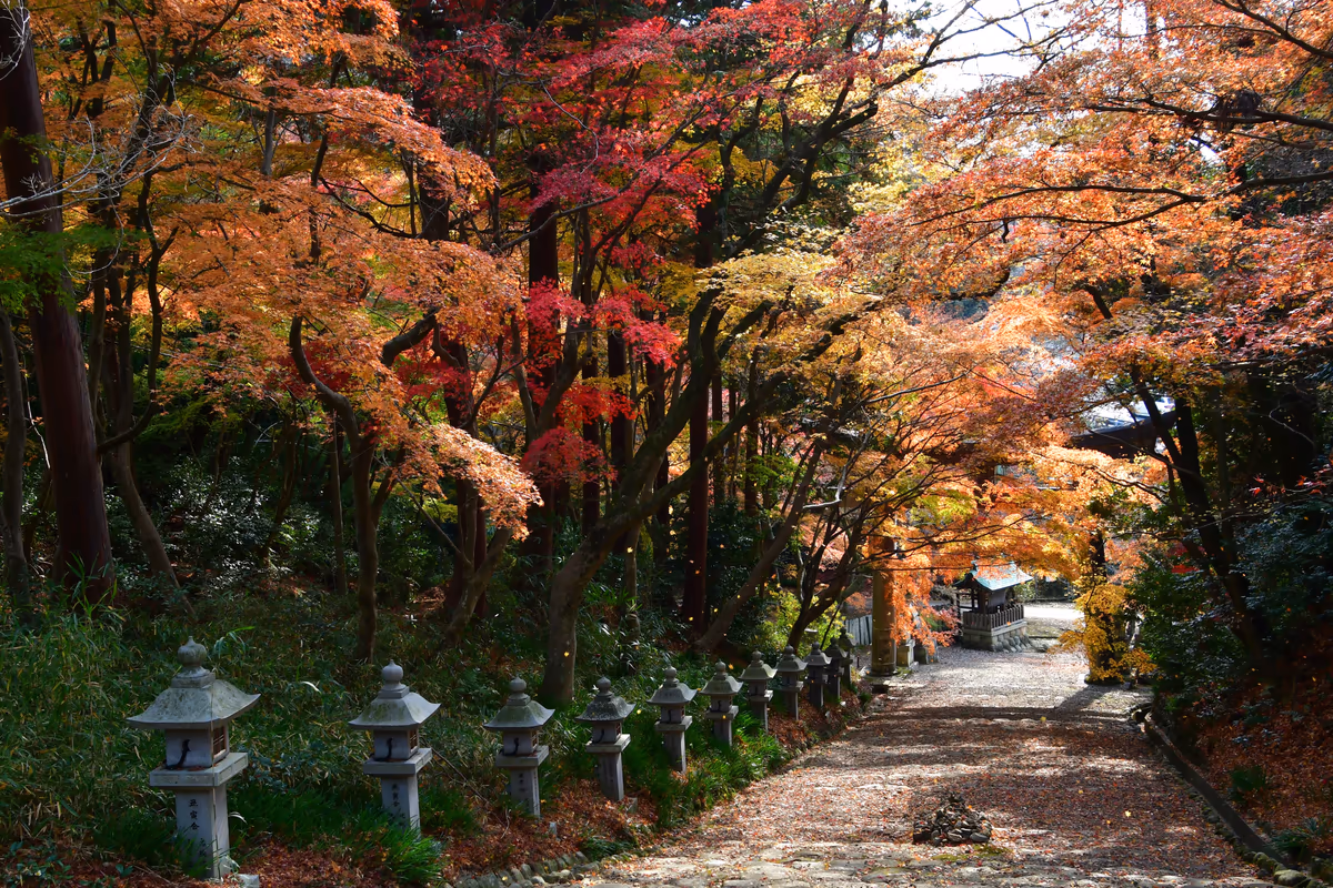 投稿写真：多賀町 胡宮神社の大階段の散りゆくもみじ