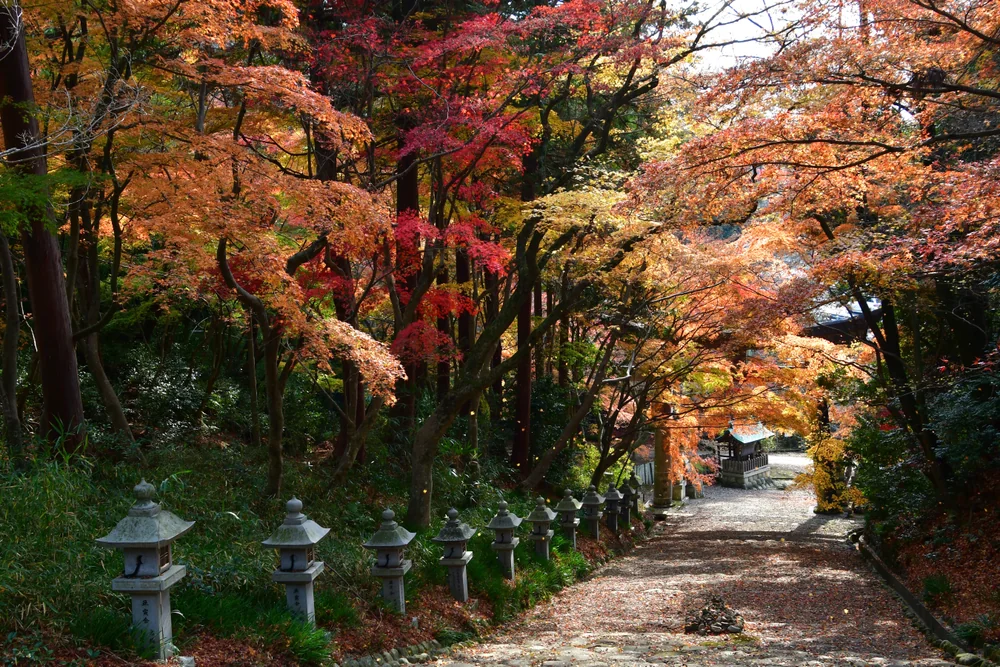 投稿写真：多賀町 胡宮神社の大階段の散りゆくもみじ