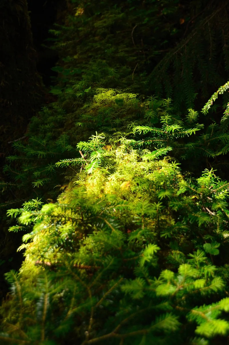 投稿写真：もののけの森　金峰山