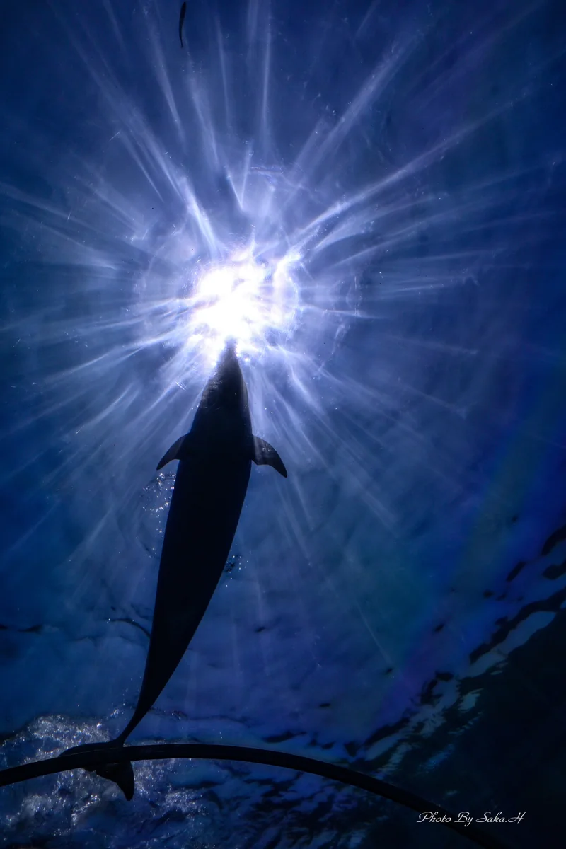 投稿写真：かがやき