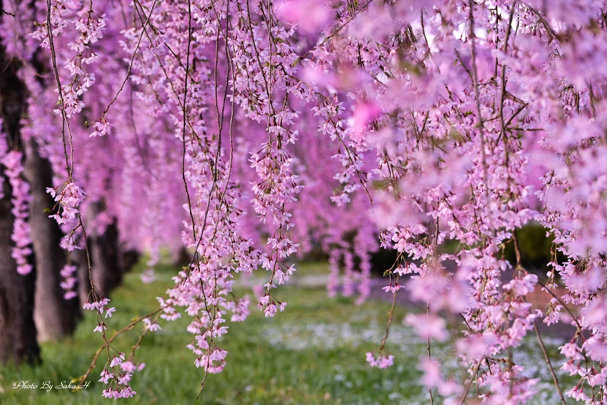 投稿写真：しだれ桜