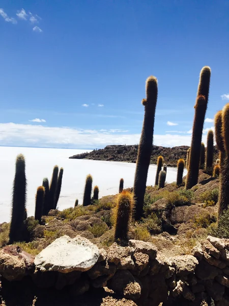 投稿：ウユニのインカワシ島