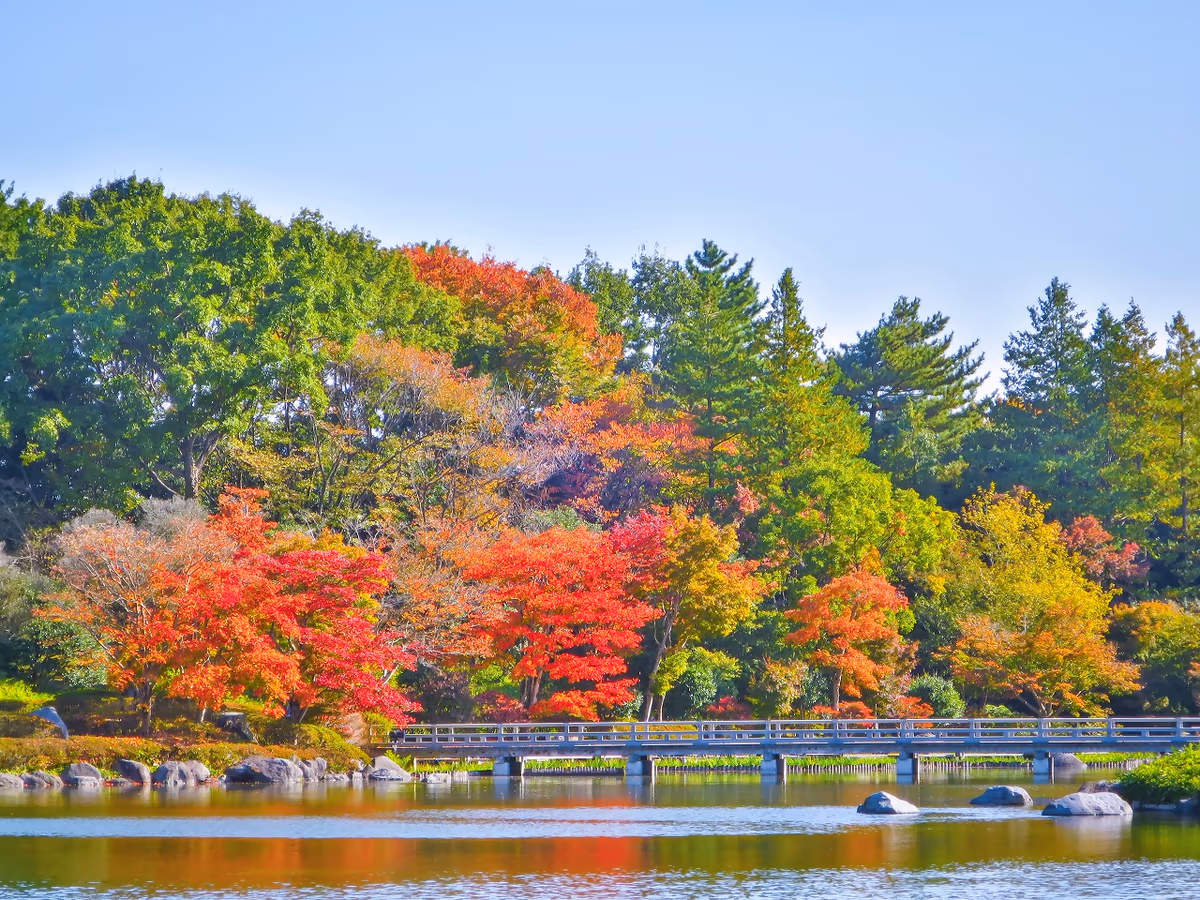 投稿写真：紅葉と木橋