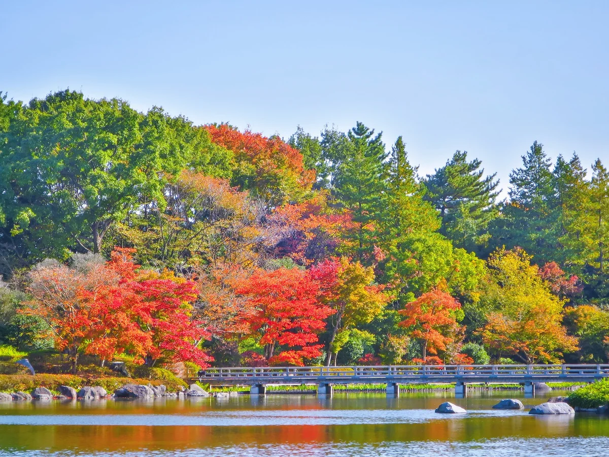 投稿写真：紅葉と木橋