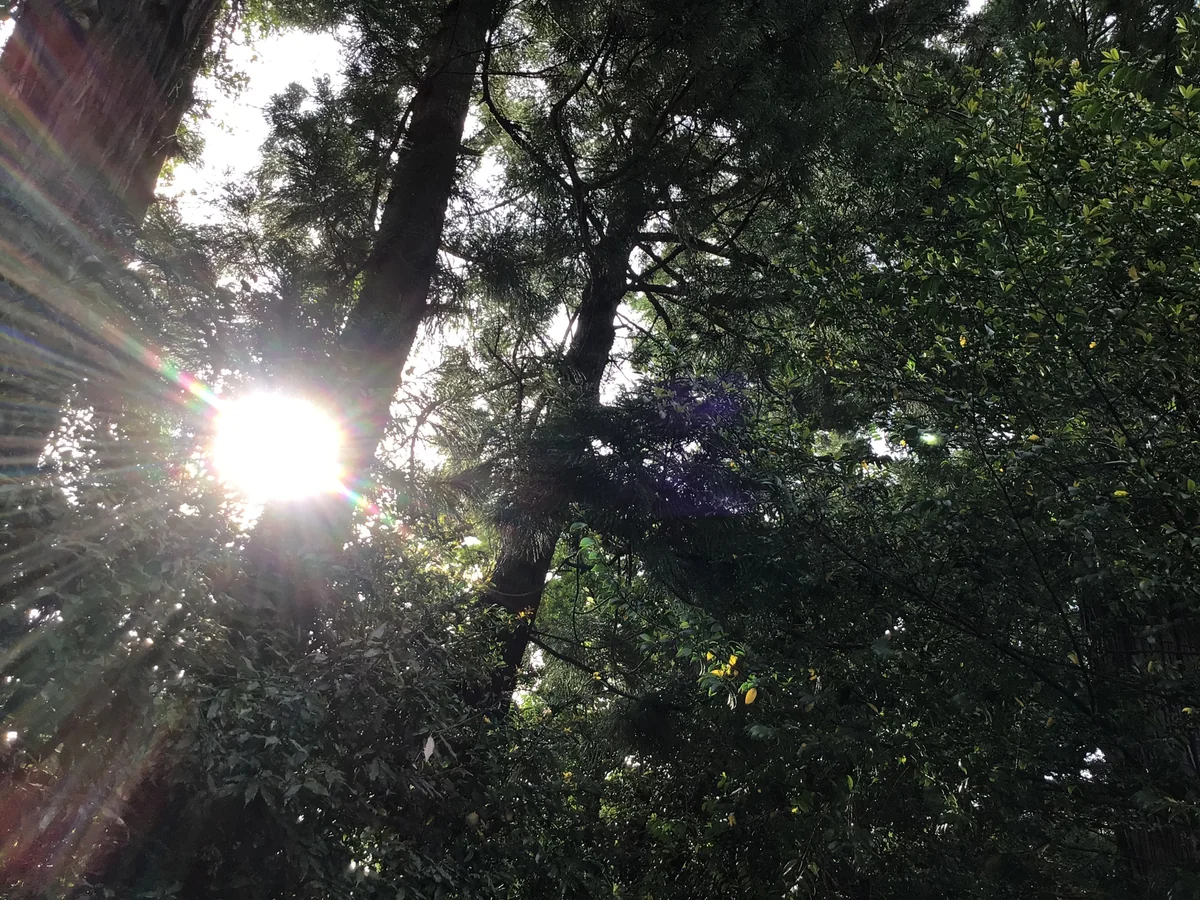 投稿写真：光のエネルギー