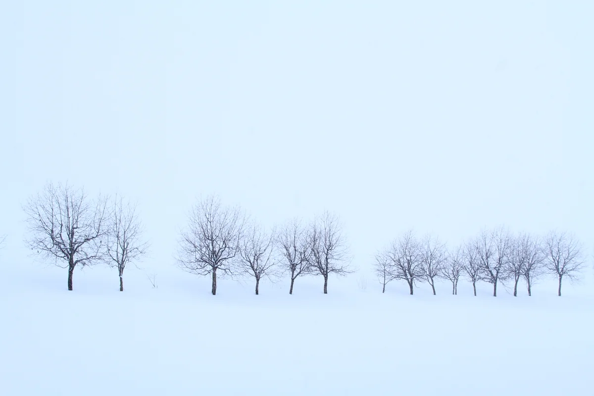 投稿写真：冬木立