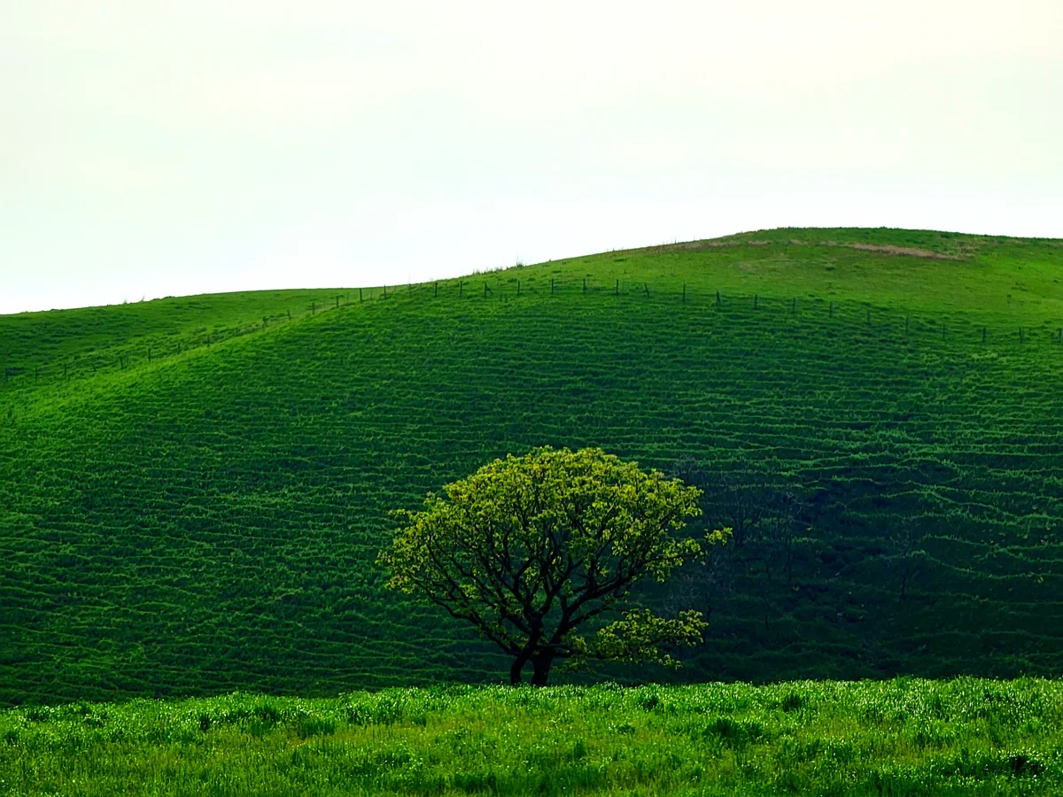 投稿写真：牛の道が見える場所