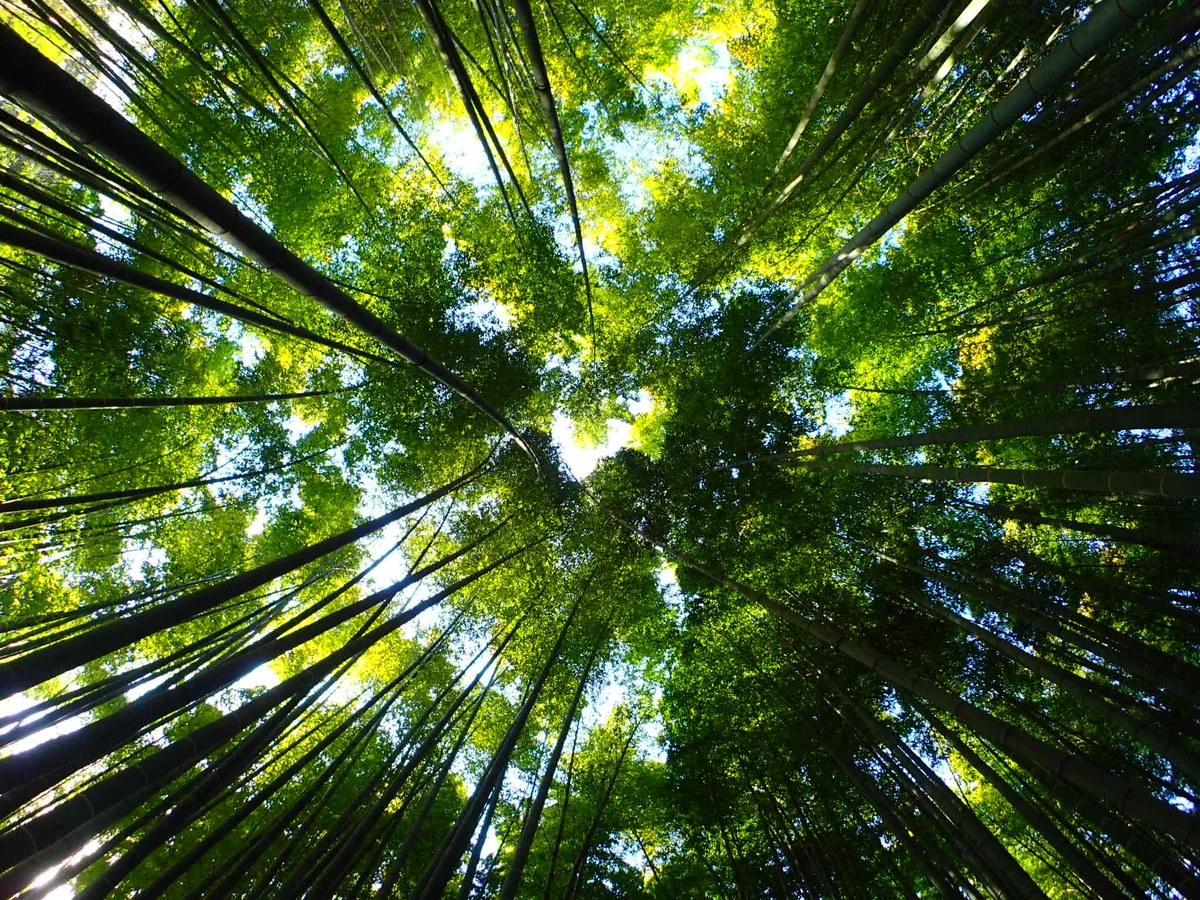 投稿写真：竹林