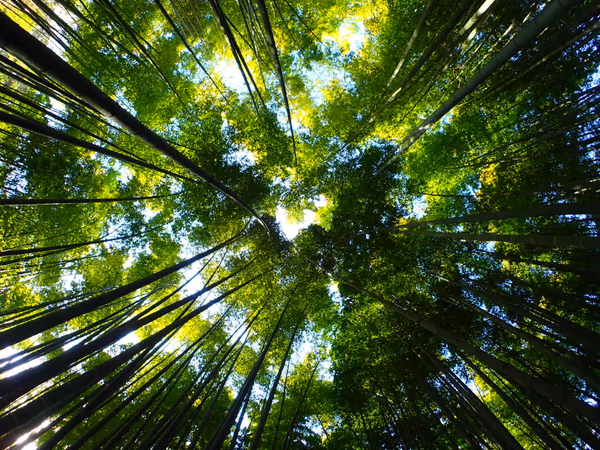 投稿：竹林
