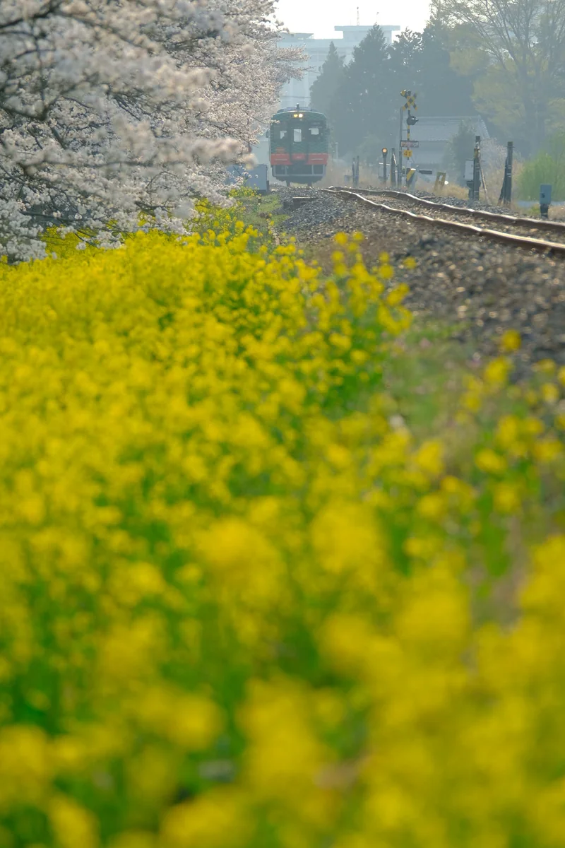 投稿写真：爛漫