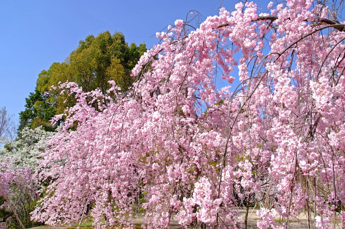 投稿写真：京都府立植物園で