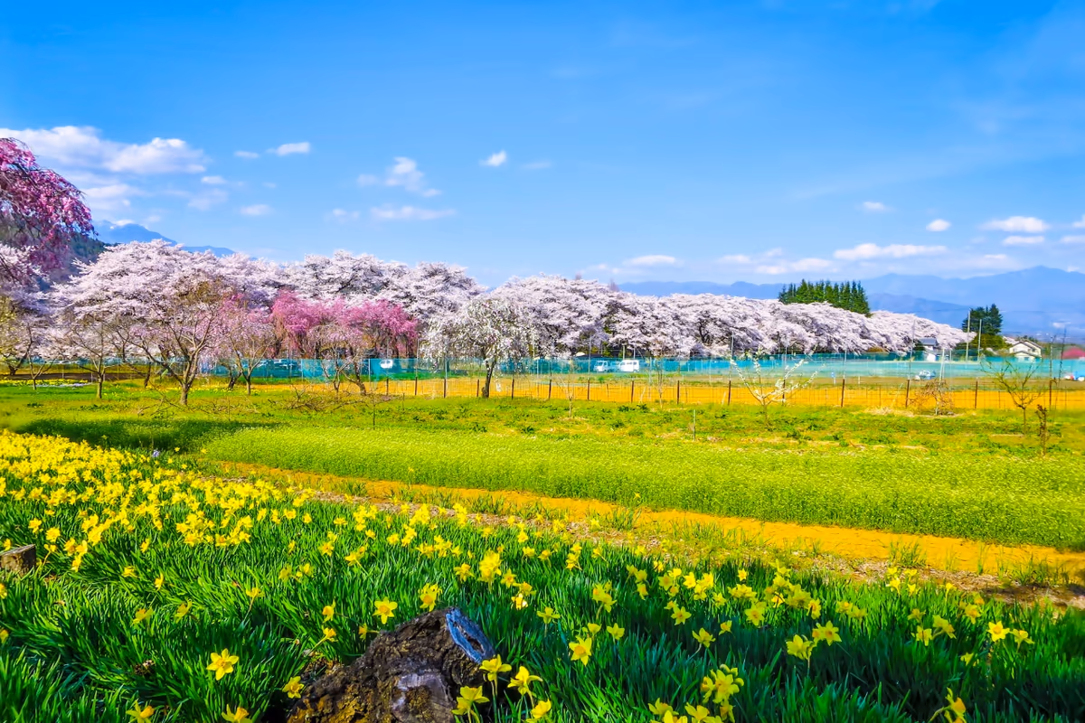 投稿写真：満開の桜並木と水仙