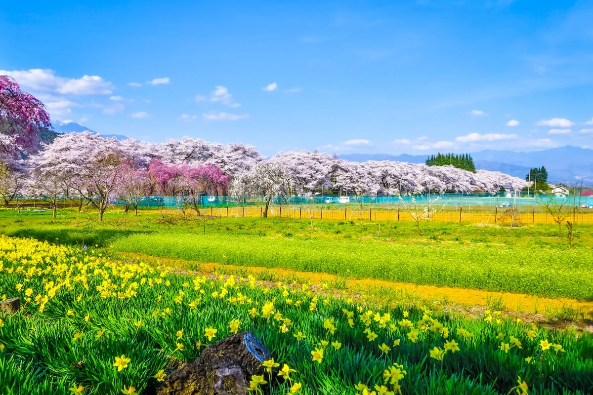投稿写真：満開の桜並木と水仙