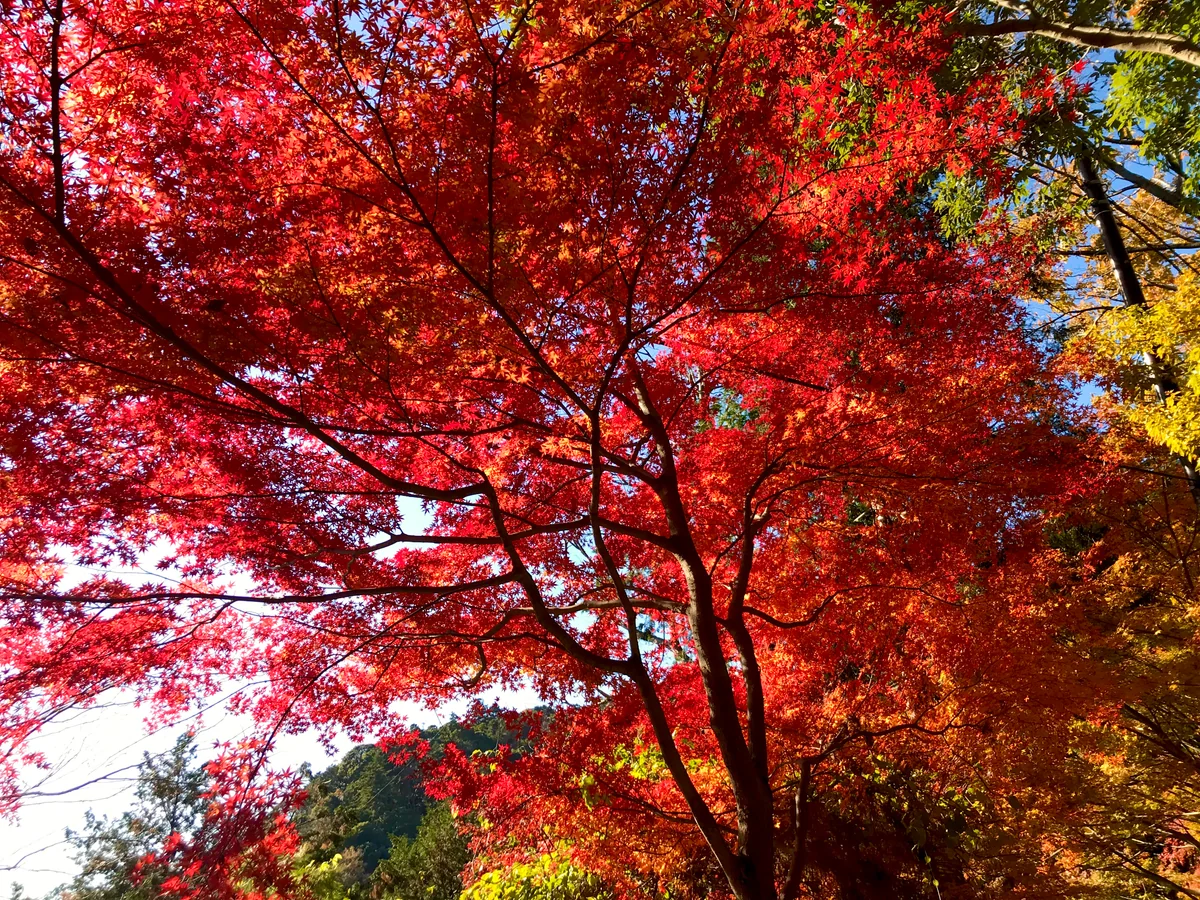 投稿写真：まだ紅葉