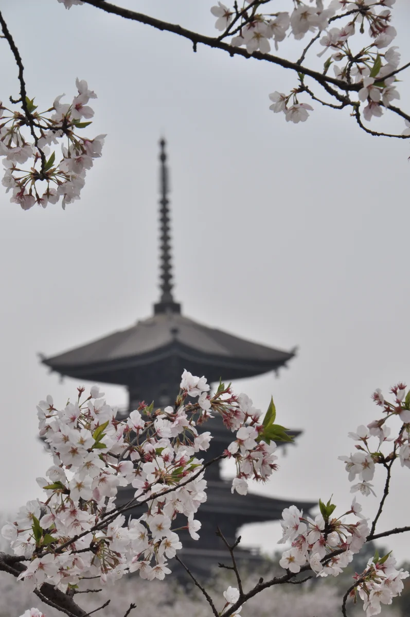投稿写真：武漢の桜