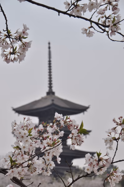 投稿：武漢の桜
