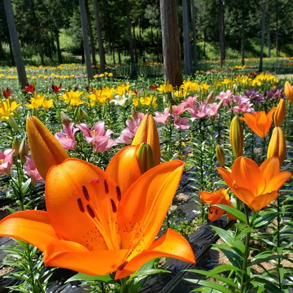投稿：谷汲ゆり園