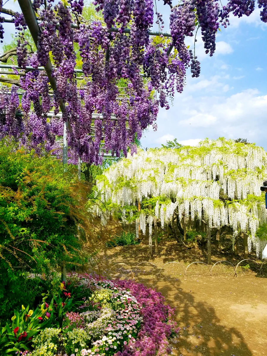 投稿写真：足利フラワーパーク