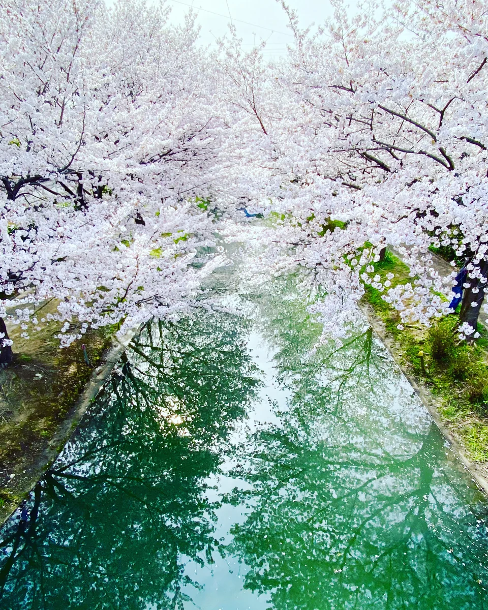 投稿写真：水鏡と桜
