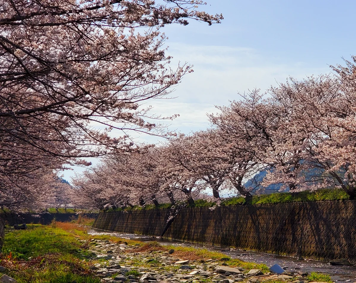 投稿写真：川沿いの桜並木