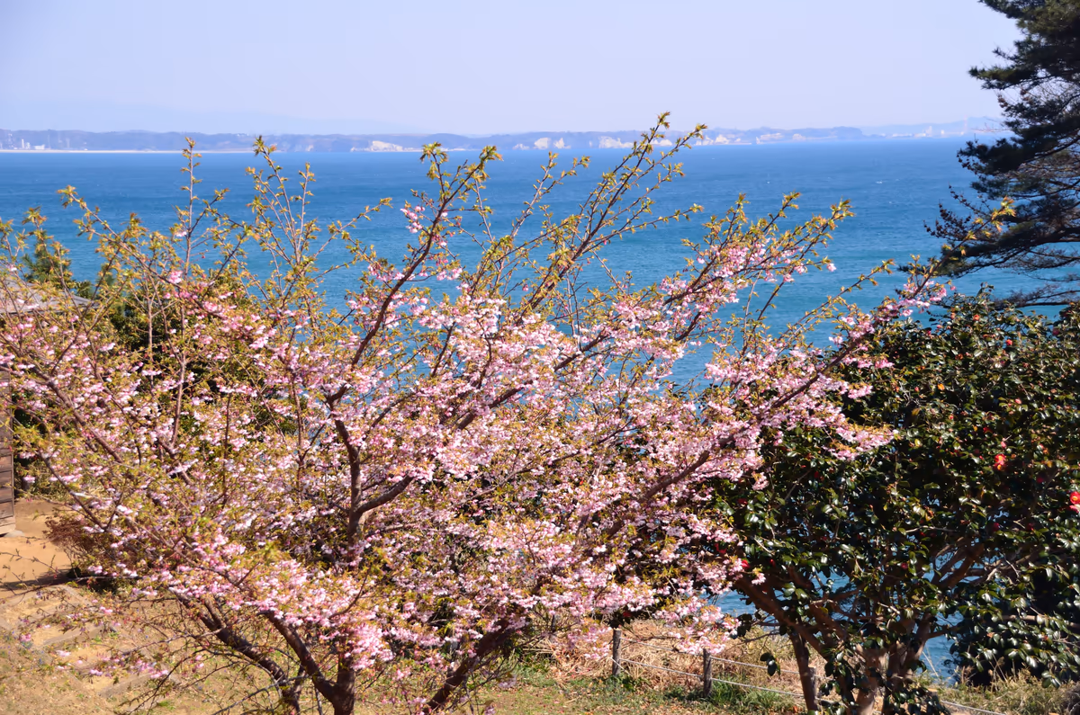投稿写真：春色の海