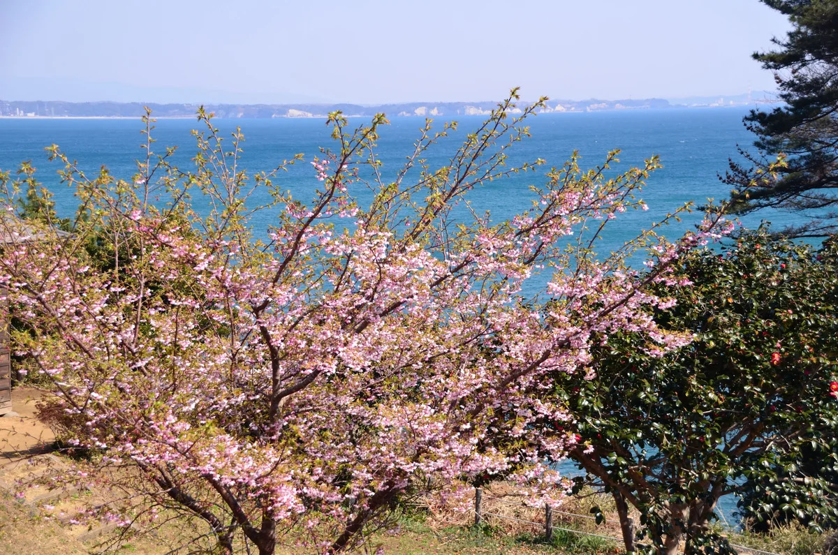 投稿写真：春色の海