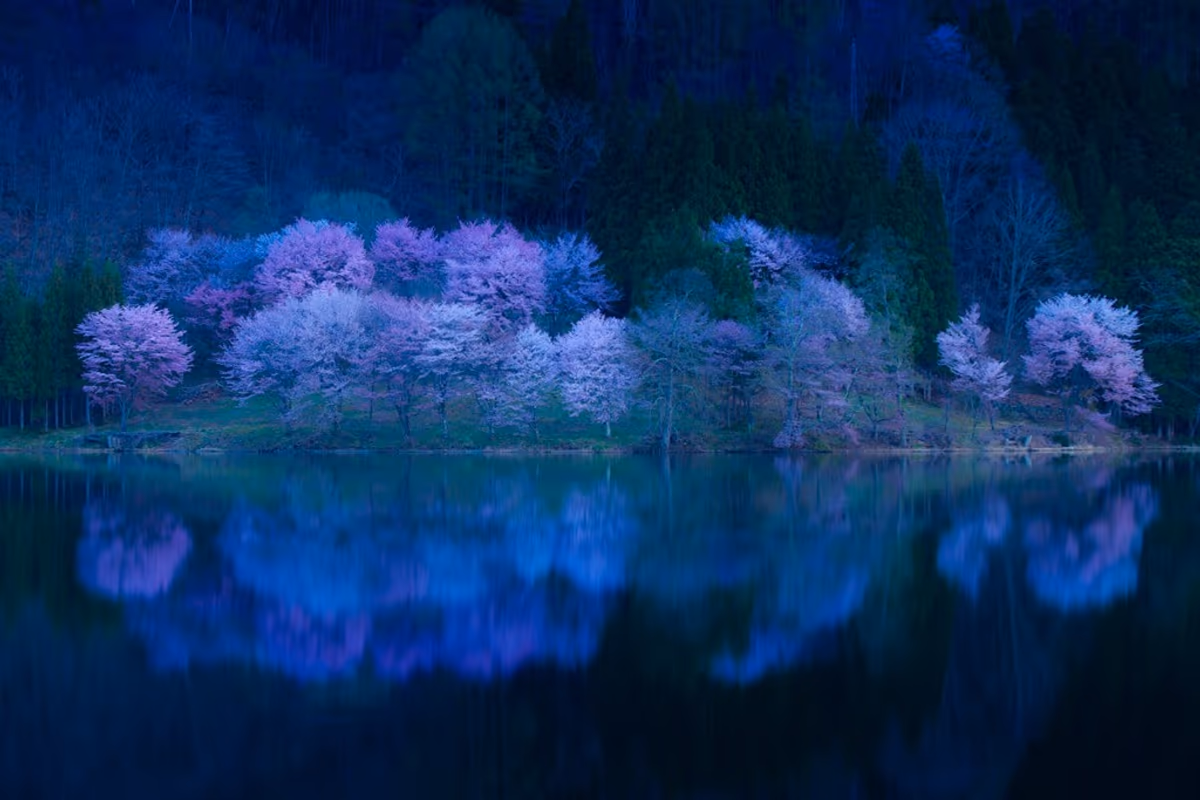 投稿写真：中綱湖のオオヤマザクラ