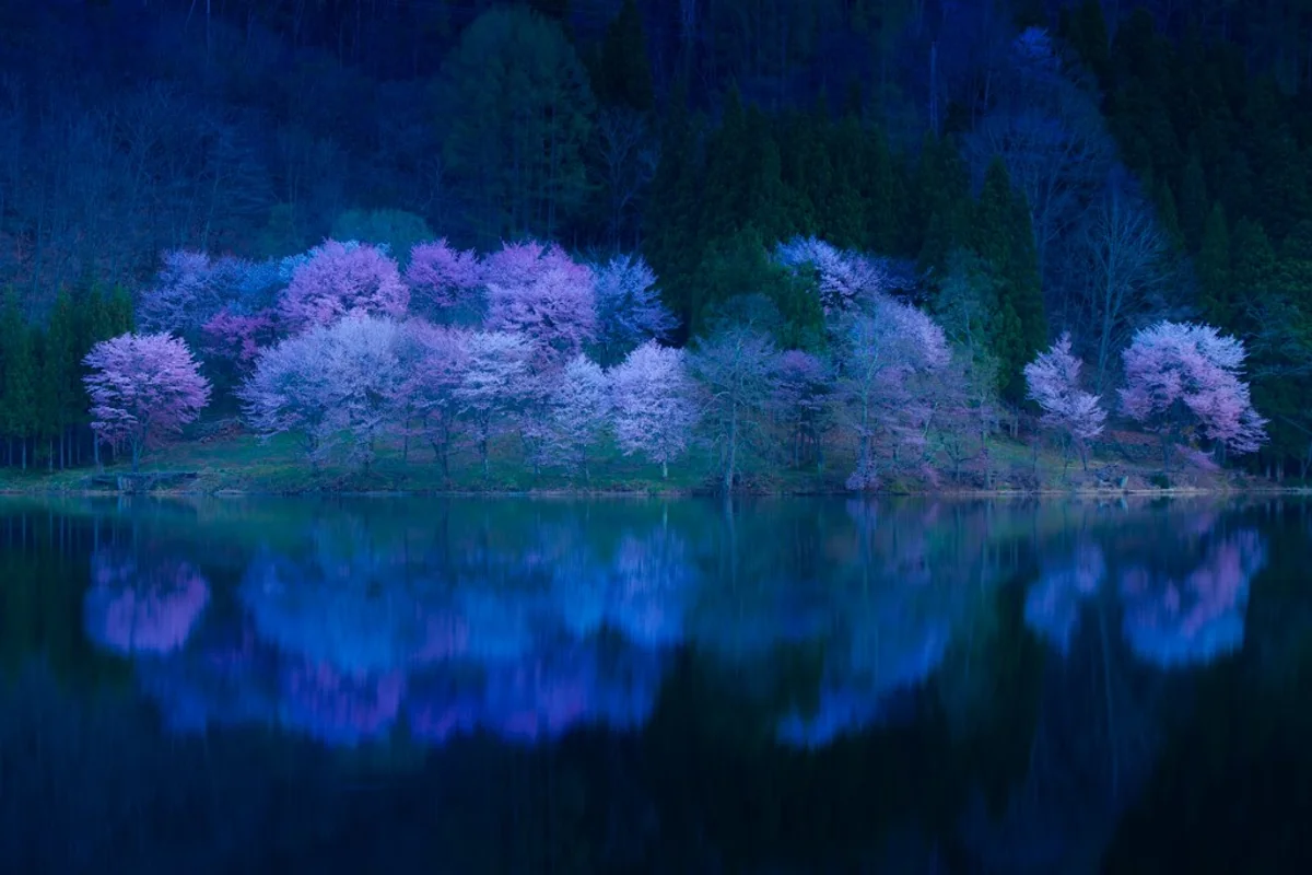 投稿写真：中綱湖のオオヤマザクラ