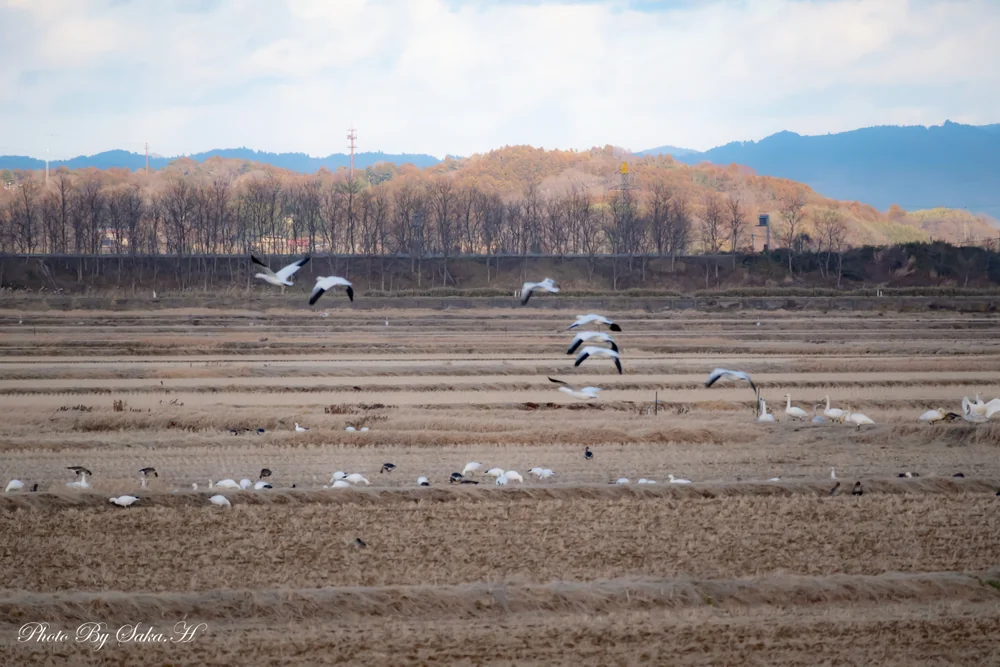 投稿写真：ハクガン