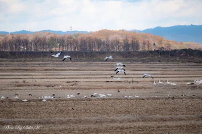 投稿：ハクガン