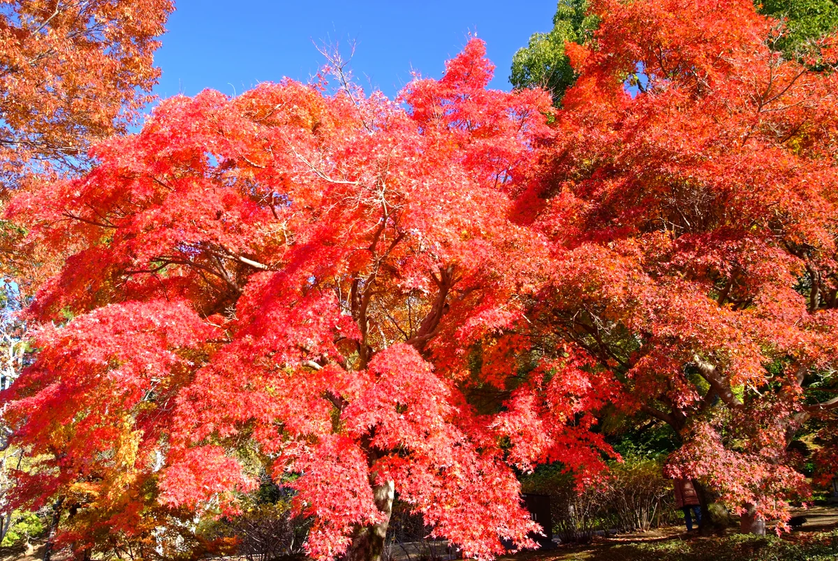 投稿写真：奈良公園、秋の旋律