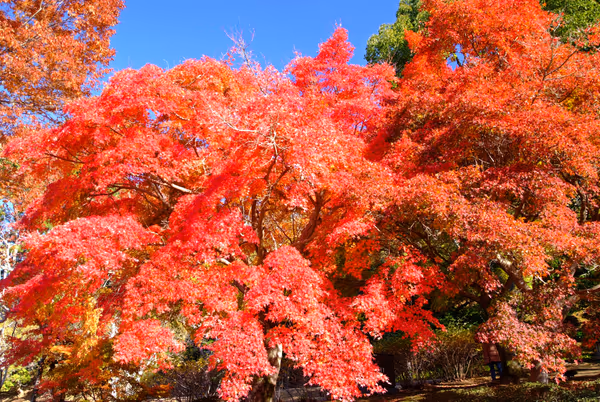 投稿：奈良公園、秋の旋律
