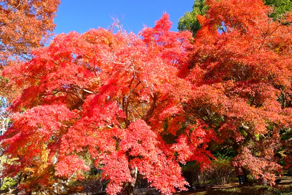 投稿：奈良公園、秋の旋律