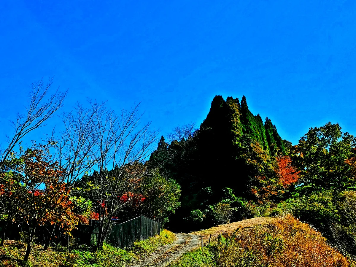 投稿写真：トトロに見える森