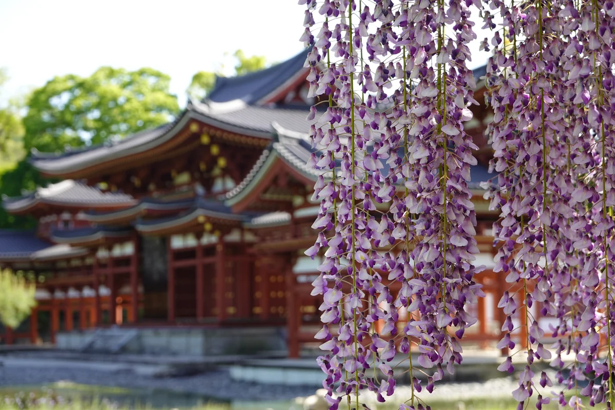 投稿写真：鳳凰堂と藤