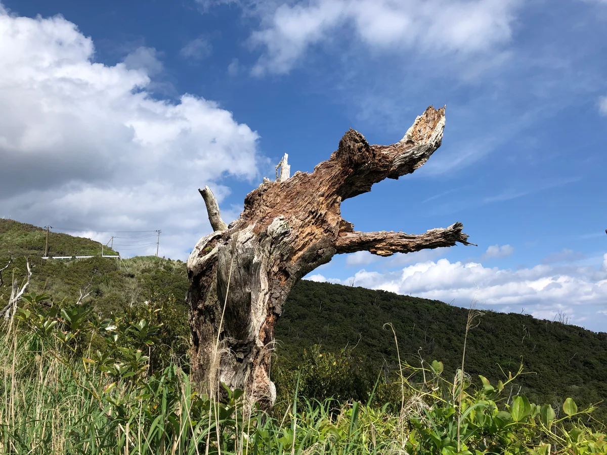 投稿写真：雄山登山道で吠える