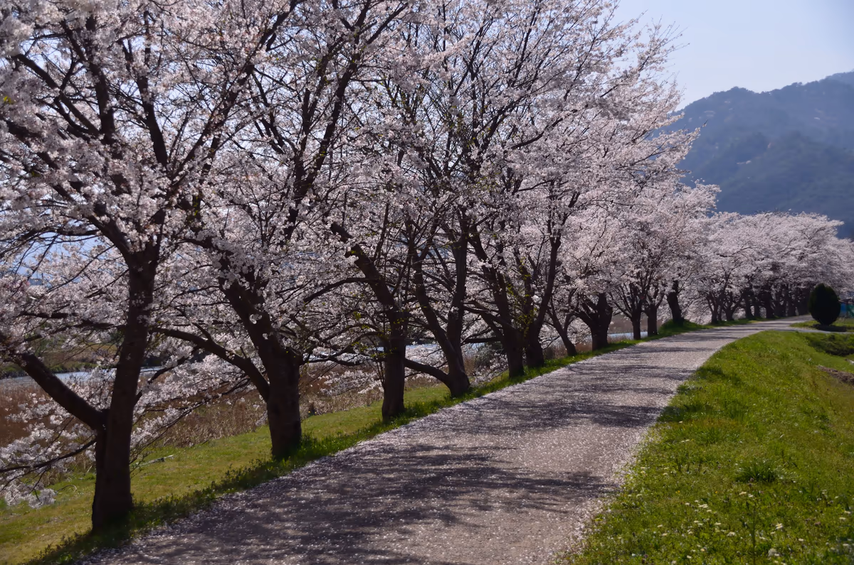 投稿写真：土手の桜