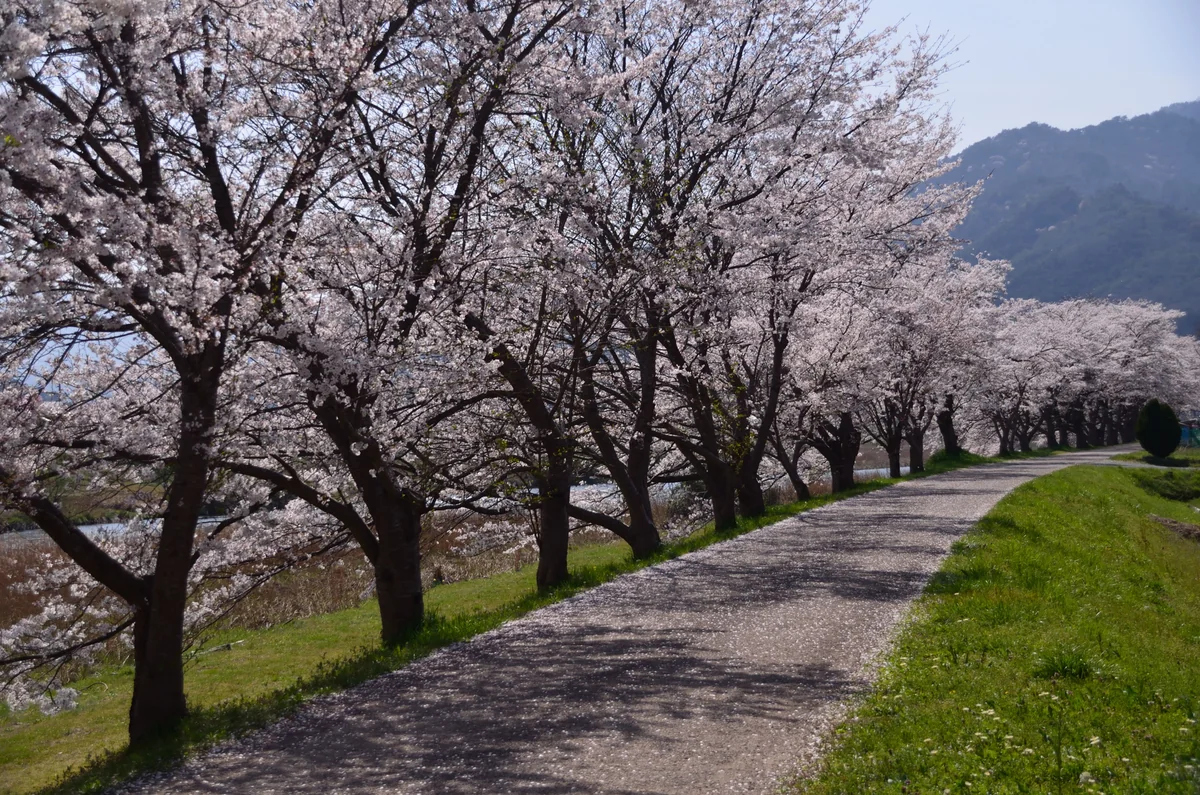 投稿写真：土手の桜