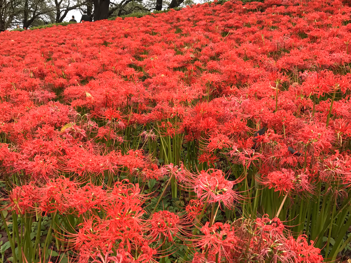 投稿写真：秋の深紅の絨毯