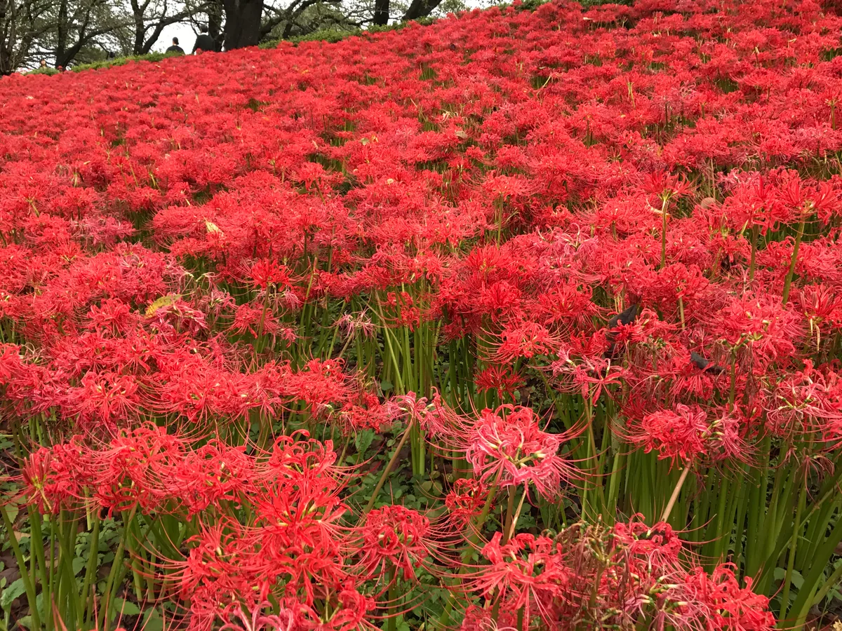 投稿写真：秋の深紅の絨毯