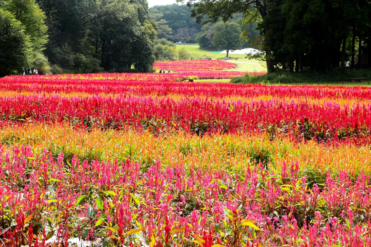 投稿写真：四季彩