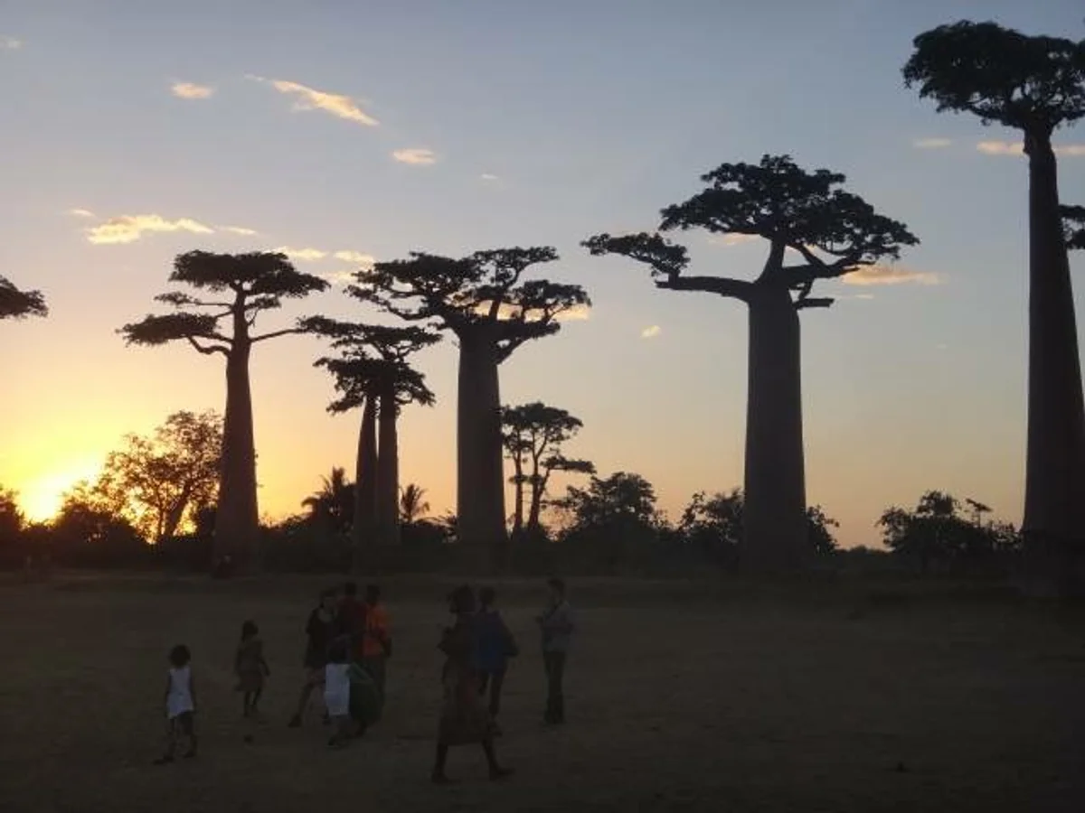 投稿写真：マダガスカル・バオバブ街道の夕日