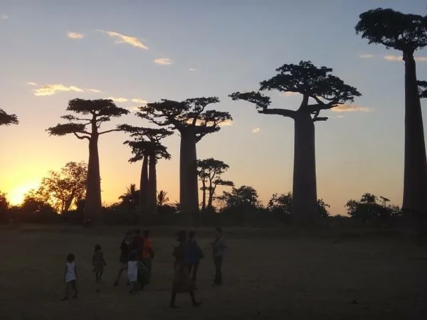 投稿：マダガスカル・バオバブ街道の夕日