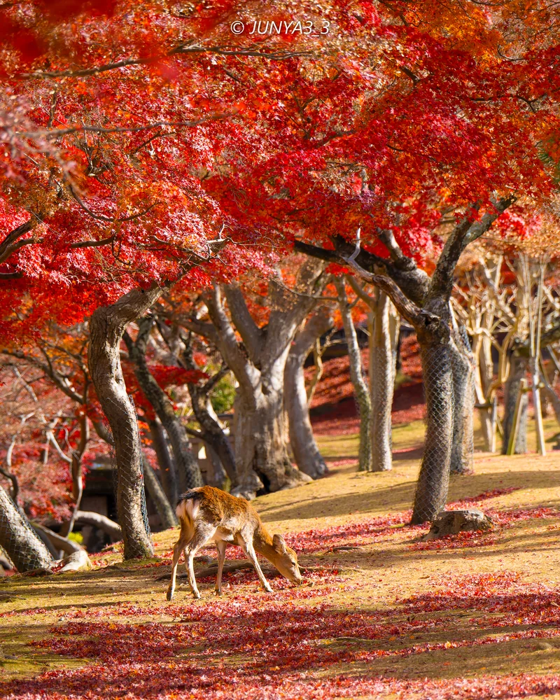 投稿写真：奈良の美