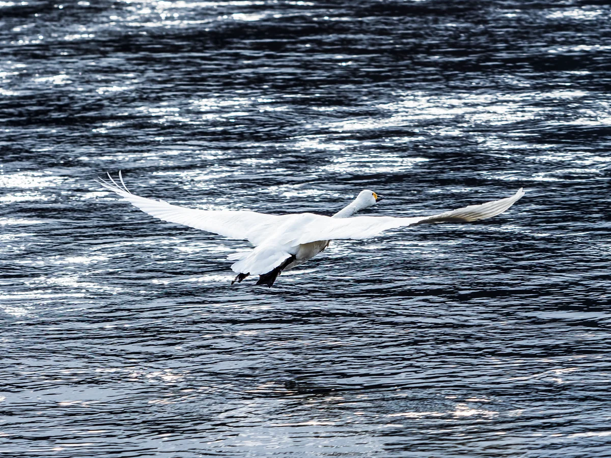 投稿写真：時間になったので飛びます